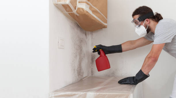 Professional Basement Mold Removal technician working in Eagle, CO