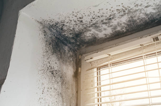 Affordable Basement Mold Removal solutions in Eagle, CO
